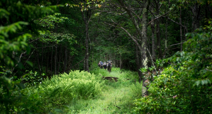 From a distance, a group of backpackers make their way through a dense, green wooded area